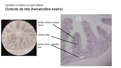 Apuntes de prácticas de histología animal.pdf