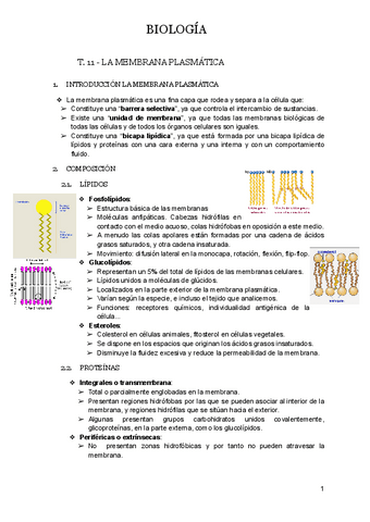T.11-LA-MEMBRANA-PLASMATICA.docx.pdf