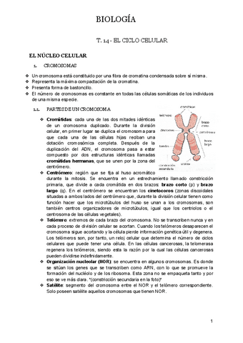 T.14-EL-CICLO-CELULAR.docx.pdf