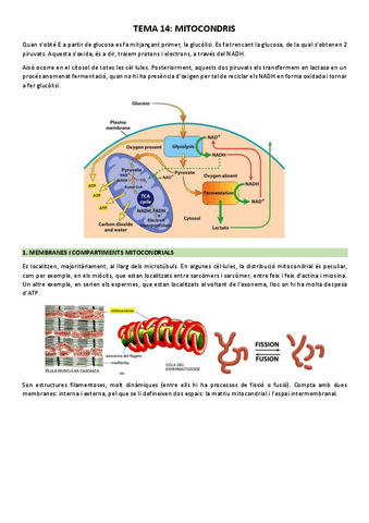Tema-14-Mitocondris.pdf