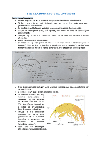 TEMA-4.pdf