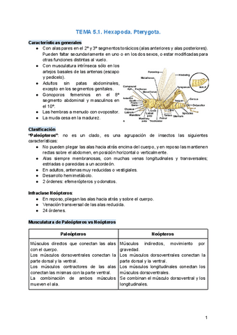 TEMA-5.1.-Hexapoda.-Pterygota.pdf