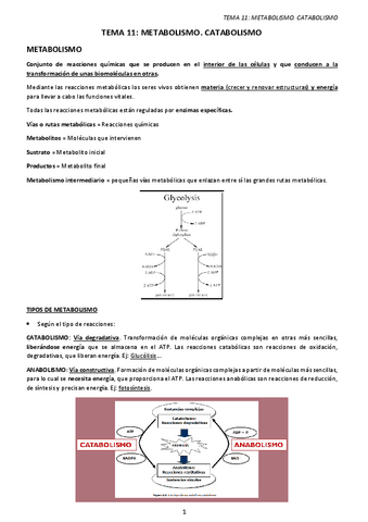 TEMA-11.-METABOLISMO-CATABOLISMO.pdf