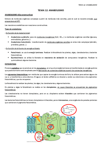 TEMA-12.-ANABOLISMO.pdf