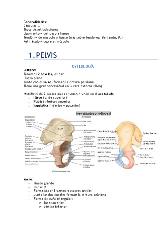 Anatomia-EEII.pdf