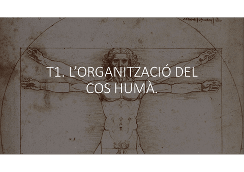 T1.-LORGANITACIO-DEL-COS-HUMA.pdf