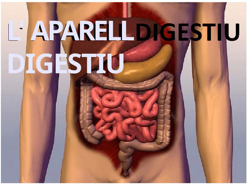 T3-APARELL-DIGESTIU.pdf
