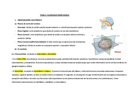 Tema-4.-Neuroanatomia-basica.pdf