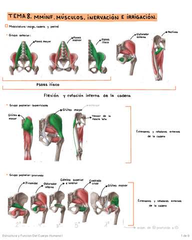 MIEMBRO-INFERIOR-MUSCULATURA-INERVACION-E-IRRIGACION.pdf