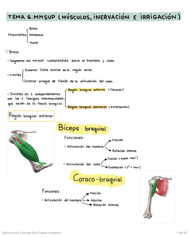 MIEMBRO-SUPERIOR-MUSCULATURA-INERVACION-E-IRRIGACION.pdf