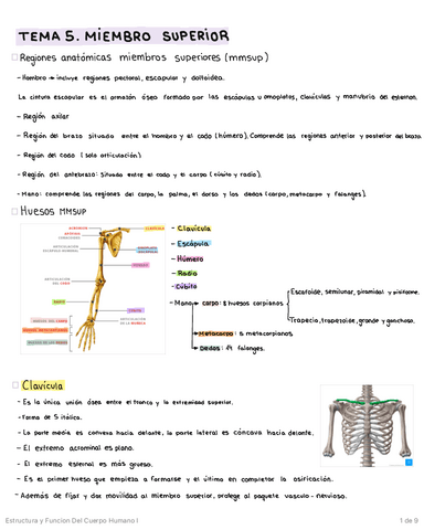 MIEMBRO-SUPERIOR.pdf