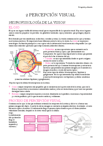 Percepcion-y-atencion-Tema-2.pdf