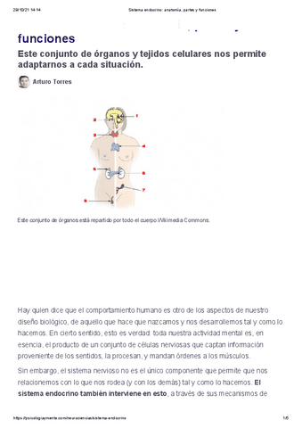 SISTEMA-ENDOCRINO-anatomia-partes-y-funciones.pdf