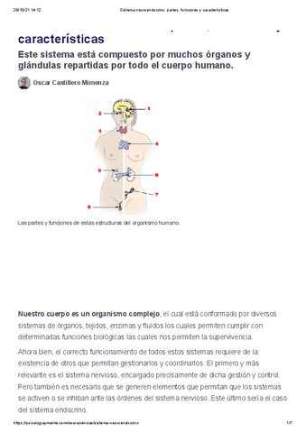 SISTEMA-NEURO-ENDOCRINO-partes-funciones-y-caracteristicas.pdf