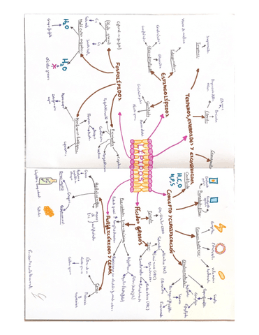 Mapas-mentales-biologia-t2367.pdf
