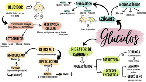 MAPA-MENTAL-GLUCIDOS-PDF.pdf
