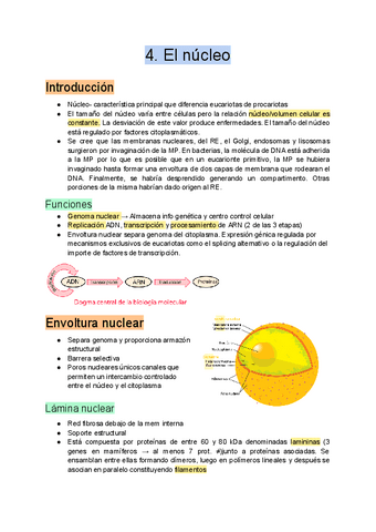 4.-El-nucleo.pdf