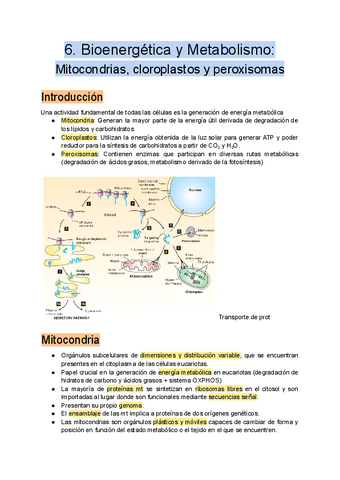 6.-Bioenergetica-y-Metabolismo.pdf