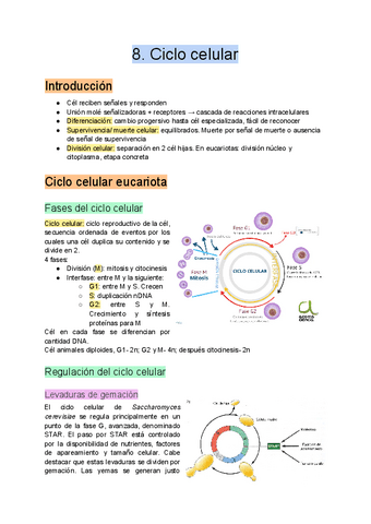 8.-Ciclo-celular.pdf