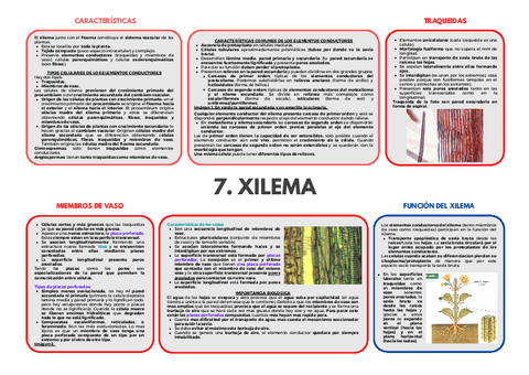 TEMA-7-XILEMA.pdf