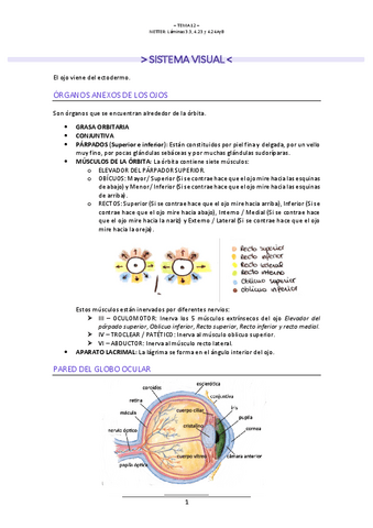 T.12-NEUROLOGIA.pdf