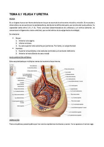17.-TEMA-6.1-VEJIGA-Y-URETRA.pdf