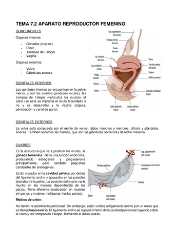 19.-TEMA-7.2-APARATO-REPRODUCTOR-FEMENINO.pdf