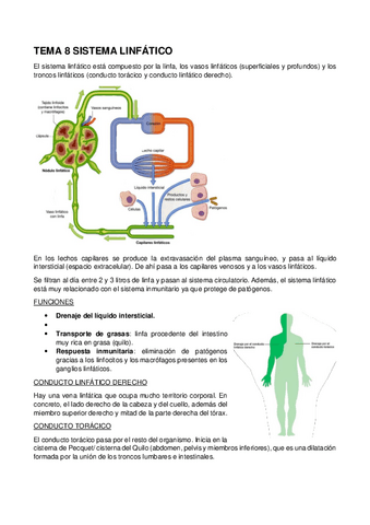 20.-TEMA-8-SISTEMA-LINFATICO.pdf