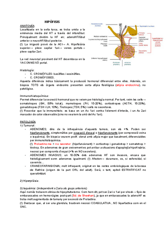 APA-ENDOCRINO-apunts-marc.pdf