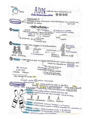 Acidos-nucleicos-EBAU.pdf