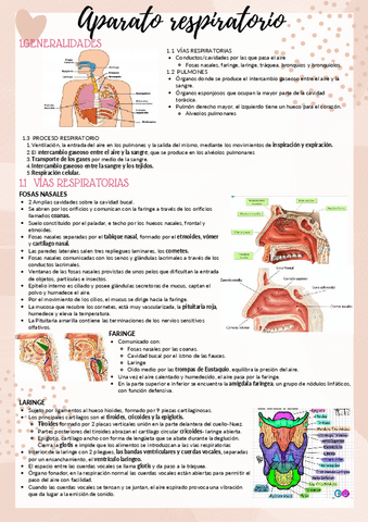 aparato-respiratorio-y-fonador.pdf