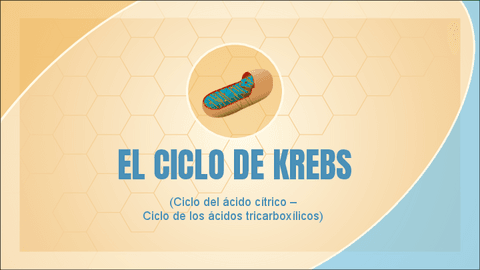 CICLO DE KREBS.pdf