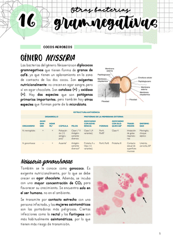 Tema-16.-Otras-gramnegativas.pdf