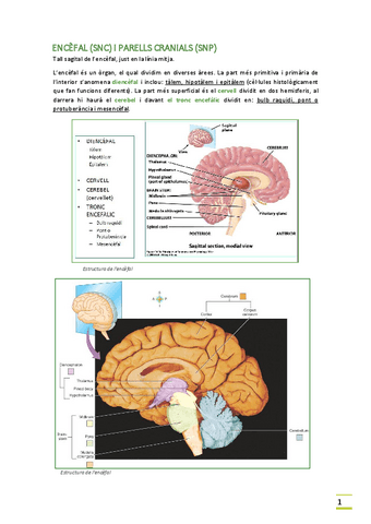 Apuntes-2o-parcial (Anatomía y Fisiología I).pdf