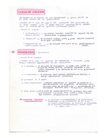 ciclos-importantes-examen.pdf