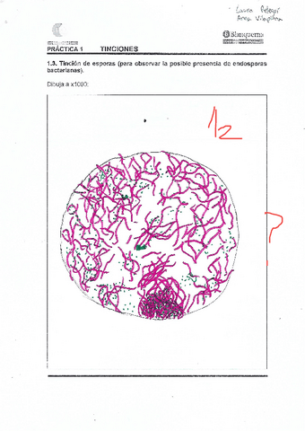 Correccion-3a-practica (LAB Biología).pdf