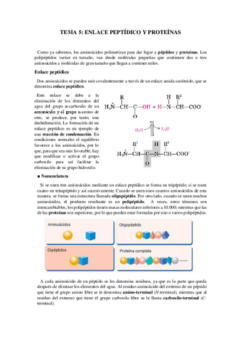 Tema-5-Enlace-peptidico-y-proteinas.pdf