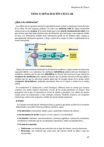 Tema-4-Senalizacion-celular.pdf