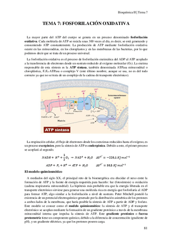 Tema-7-Fosforilacion-oxidativa.pdf
