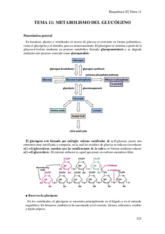 Tema-11-Metabolismo-del-glucogeno.pdf