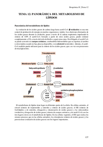 Tema-12-Metabolismo-de-lipidos.pdf