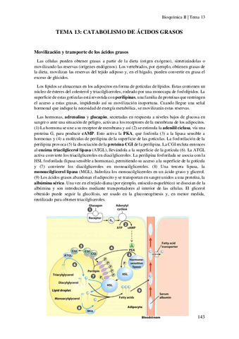 Tema-13-Catabolismo-de-acidos-grasos.pdf