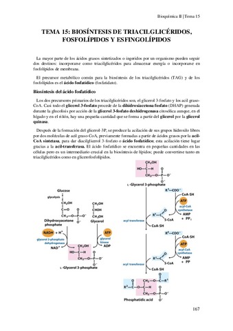 Tema-15-Biosintesis-de-triacilgliceridos.pdf