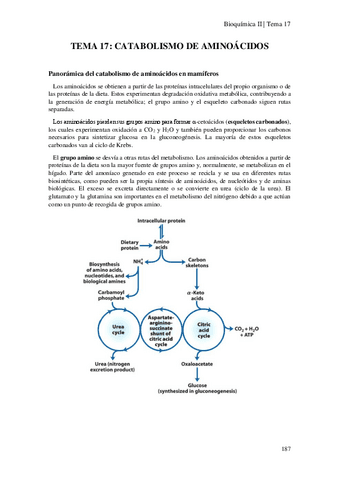 Tema-17-Catabolismo-de-aminoacidos.pdf