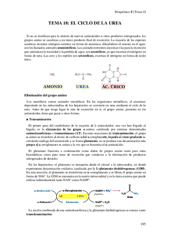 Tema-18-El-ciclo-de-la-urea.pdf