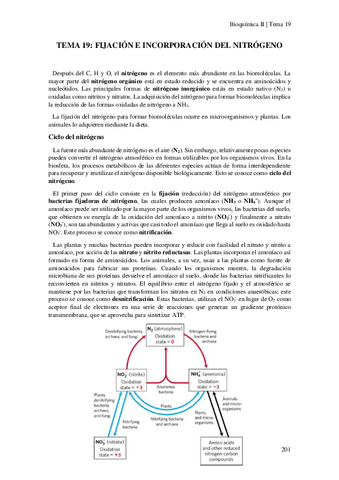 Tema-19-Fijacion-e-incorporacion-del-nitrogeno.pdf