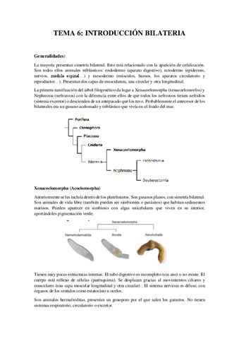 Tema-6Introduccion-Bilateria.pdf