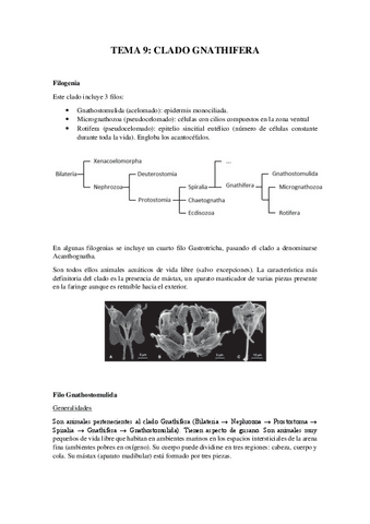 Tema-9Clado-Gnathifera.pdf