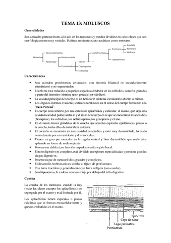 Tema-13Mollusca.pdf