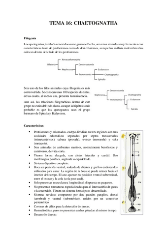 Tema-16Chaetognatha.pdf